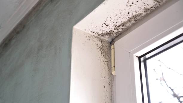 Best Toxic Mold Removal  in Chocowinity, NC