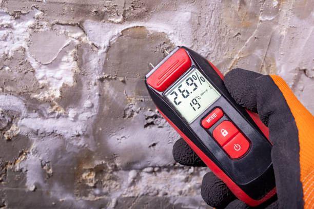 Best Professional Mold Removal  in Chocowinity, NC