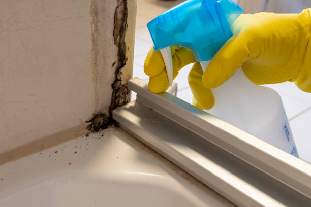 Best Affordable Mold Removal  in Chocowinity, NC