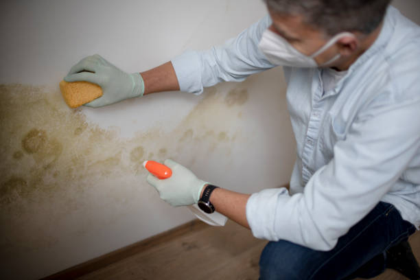 Best Affordable Mold Removal  in Chocowinity, NC