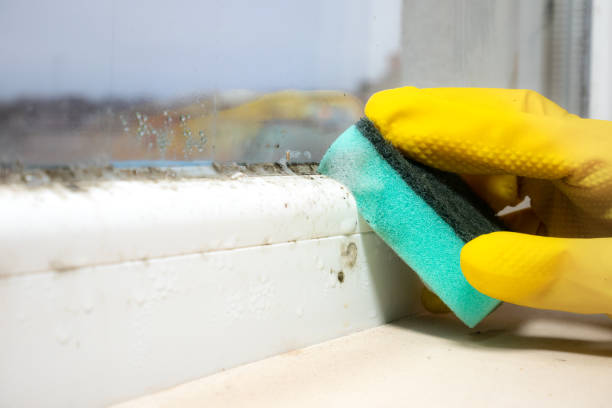 Professional Mold Removal in Chocowinity, NC