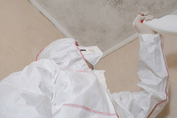 Best Mold Removal Specialists  in Chocowinity, NC