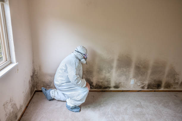 Best Mold Testing  in Chocowinity, NC