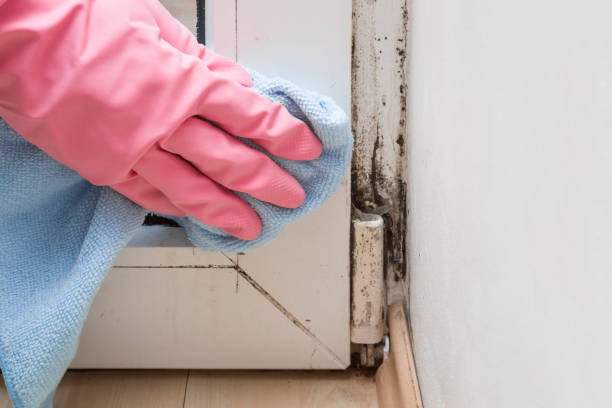 Best Residential Mold Removal  in Chocowinity, NC