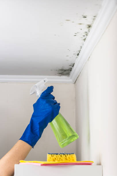 Best Emergency Mold Removal  in Chocowinity, NC